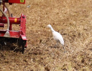 耕運機を追いかけるアマサギ