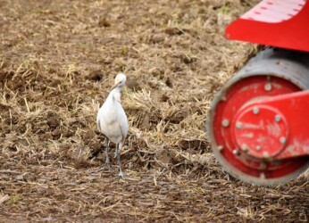 耕運機のそばに来たアマサギ