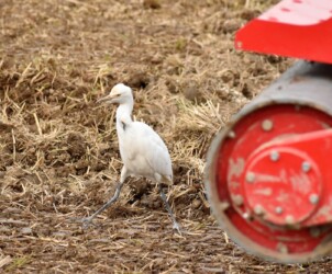 耕運機のそばに来たアマサギ