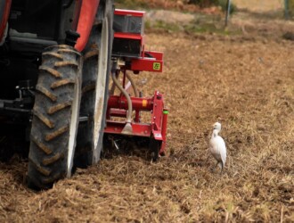 耕運機のそばに来たアマサギ