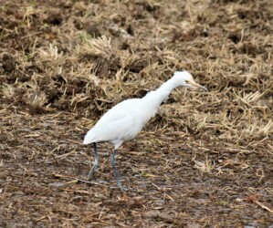 怪我の痕があるアマサギ