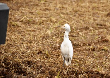 怪我の痕があるアマサギ