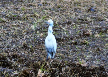 怪我の痕があるアマサギ