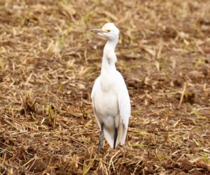 怪我の痕があるアマサギ