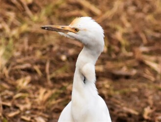 怪我の痕があるアマサギ