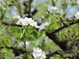 ラ・フランスの花