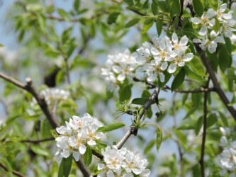 ラ・フランスの花