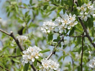 ラ・フランスの花