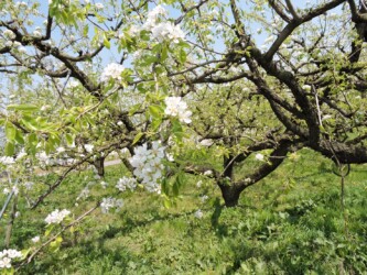 ラ・フランスの花