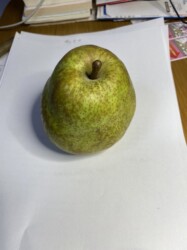 販売されたラ・フランス