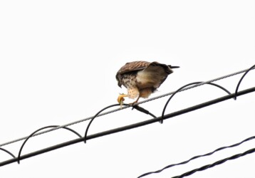 バッタ(イナゴも)を啄む