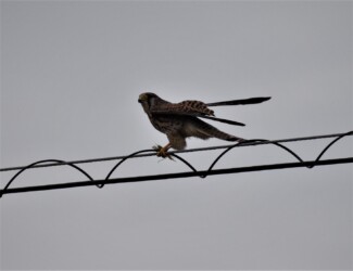 バッタ(イナゴも)を啄む