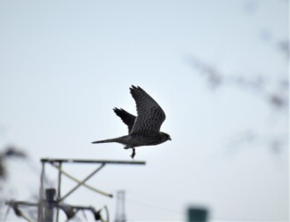 バッタ(イナゴも)を啄む