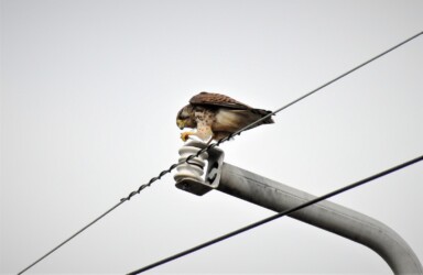 バッタ(イナゴも)を啄む