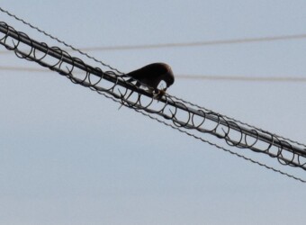 バッタ(イナゴも)を啄む