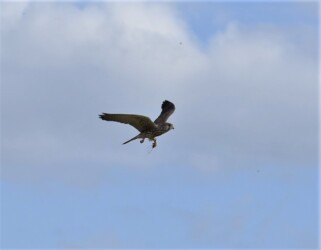 カマキリを捕って啄む
