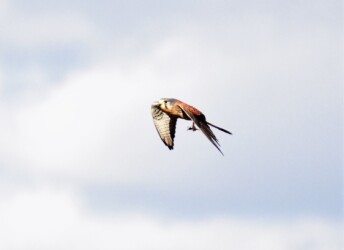 カマキリを捕って啄む