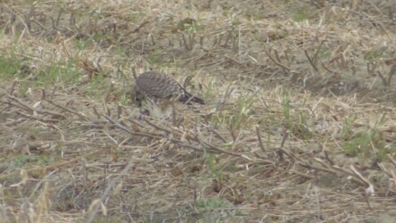 ネズミを捕って啄む