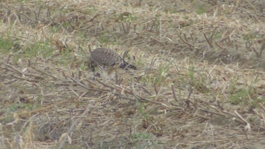 ネズミを捕って啄む