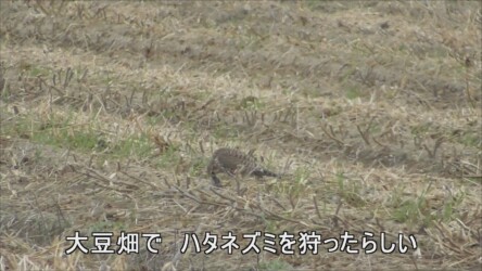 ネズミを捕って啄む