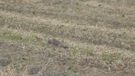 ネズミを捕って啄む