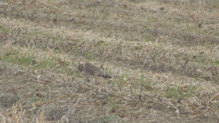 ネズミを捕って啄む