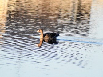 ウォーターパークで見かけたマガン