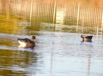 ウォーターパークで見かけたマガン