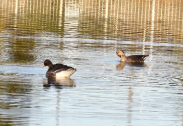 ウォーターパークで見かけたマガン