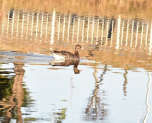 ウォーターパークで見かけたマガン