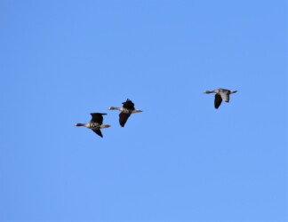 弥富市海屋上空を飛翔するマガンの3羽