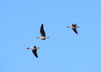 弥富市海屋上空を飛翔するマガンの3羽