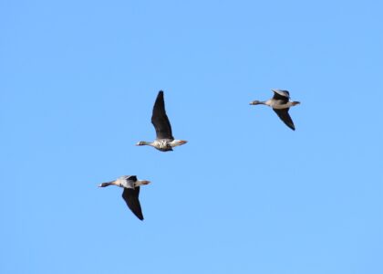 弥富市海屋上空を飛翔するマガンの3羽