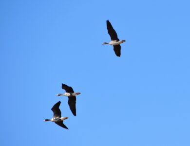 弥富市海屋上空を飛翔するマガンの3羽