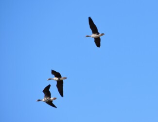 弥富市海屋上空を飛翔するマガンの3羽