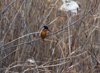 とまっているカワセミ