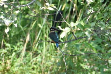 とまっているカワセミ