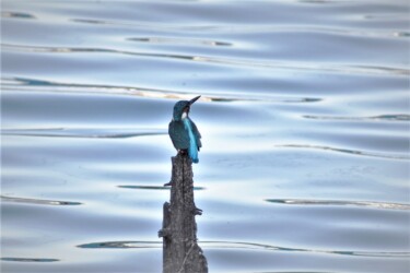 とまっているカワセミ