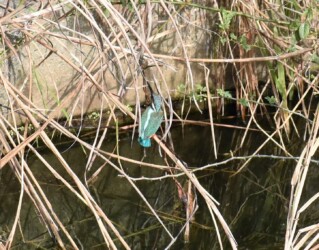 とまっているカワセミ