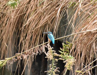 とまっているカワセミ