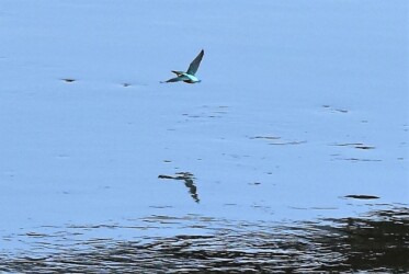 飛翔中のカワセミ