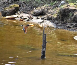 飛翔中のカワセミ