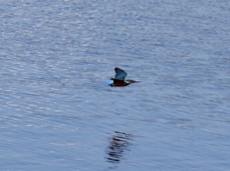 飛翔中のカワセミ
