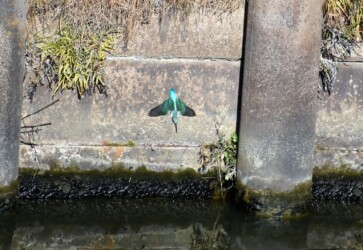 サカナを捕るカワセミ