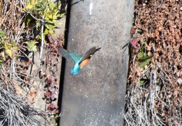 サカナを捕るカワセミ