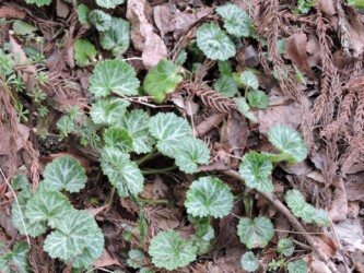 ユキノシタのいろいろ