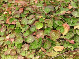 ユキノシタのいろいろ