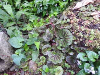 ユキノシタのいろいろ