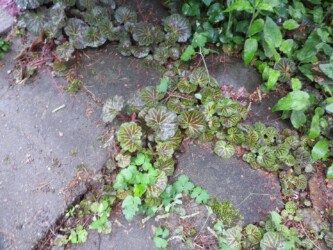 ユキノシタのいろいろ