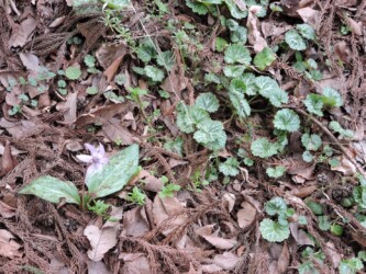 ユキノシタのいろいろ